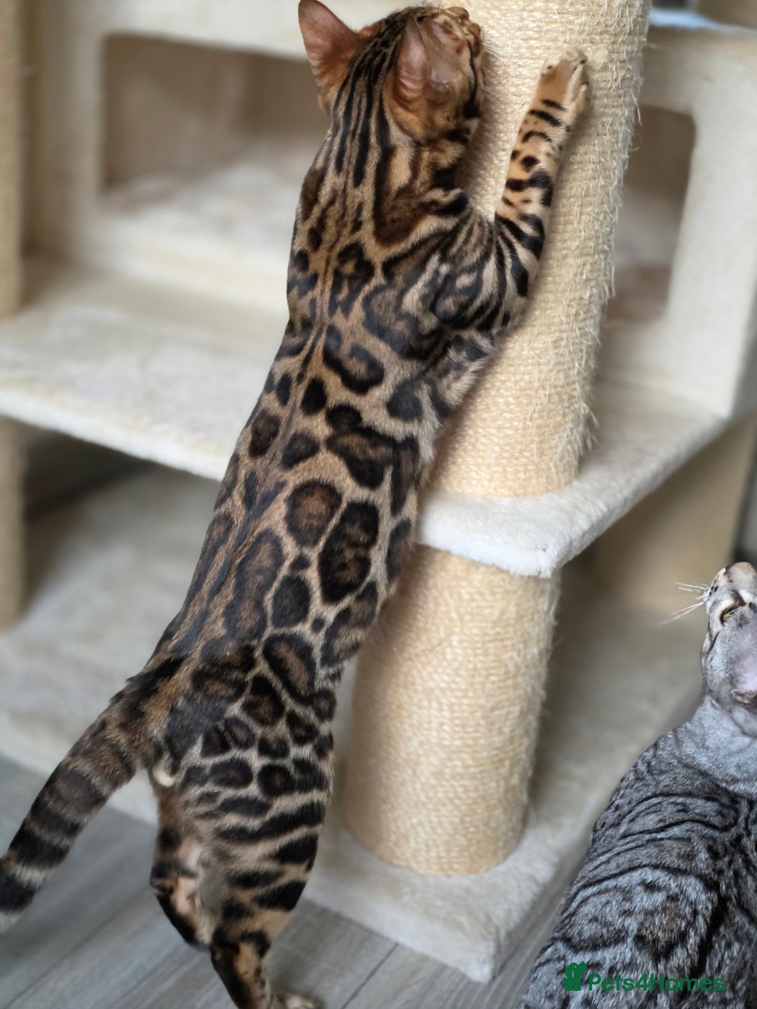 Bengal cats for sale: Brown Rosetted Bengal Prince  - Advert 9
