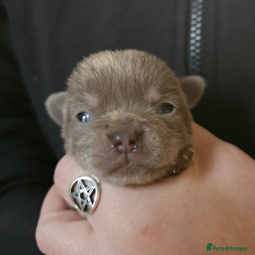 Chihuahua dogs for sale: KC REG Lilac chihuahua puppies - Image 2