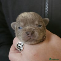 Chihuahua dogs - Advert 7