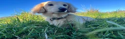 Miniature Dachshund dogs for stud: Kc registered English cream miniature dachshund  - Advert 4
