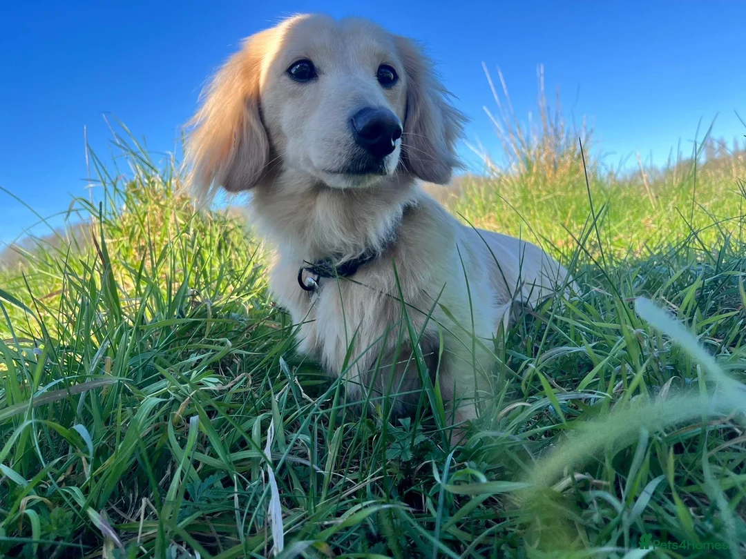 Miniature Dachshund dogs for stud: Kc registered English cream miniature dachshund  - Advert 4