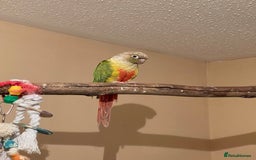 Cockatiels birds for sale: Cockatiels all tame - Image 10