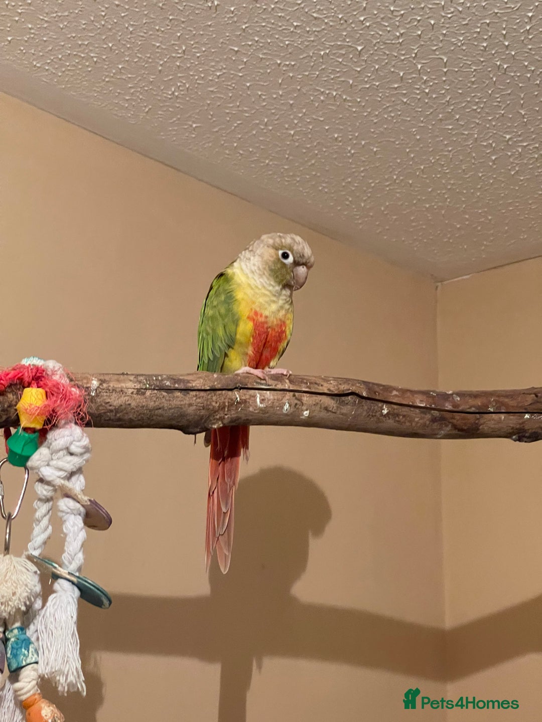 Cockatiels birds for sale: Cockatiels all tame - Image 10
