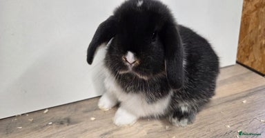 Mini Lop rabbits ❤️Purebread mini lops for sale❤️ - Advert 5