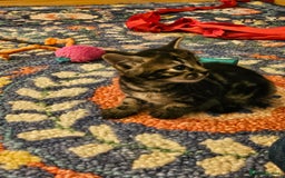 Savannah cats for sale: Beautiful Savannah cross kittens for sale - Advert 17