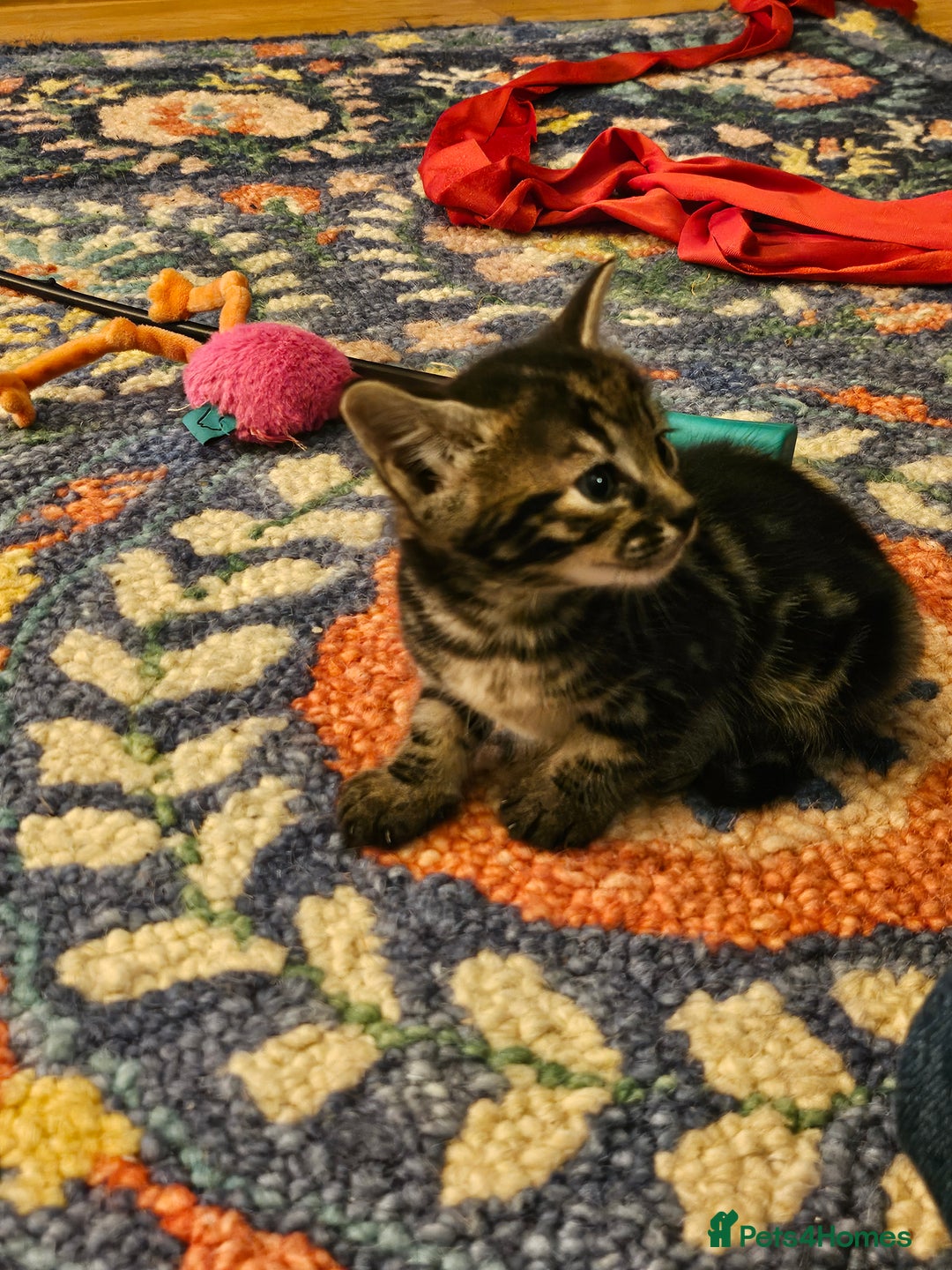 Savannah cats for sale: Beautiful Savannah cross kittens for sale - Advert 17