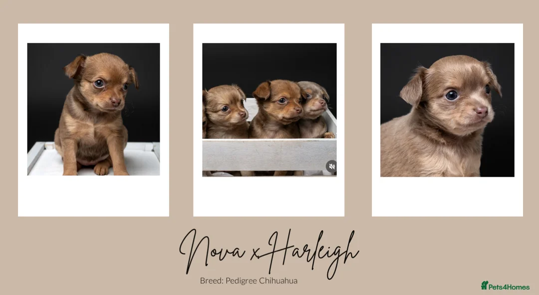 Chihuahua dogs for stud: Unique Chihuahua for Stud 🐾 in Southampton - Advert 34