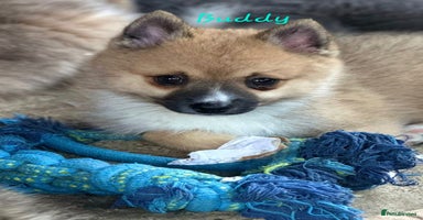 Pomsky dogs - Advert 5