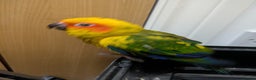 Conures birds for sale: Sun Conure super friendly baby - Advert 2
