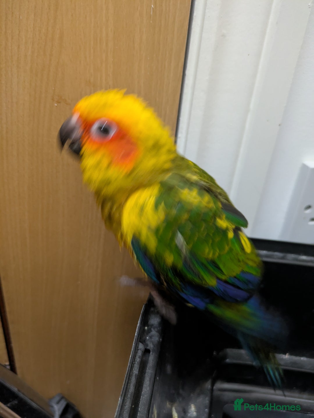 Conures birds for sale: Sun Conure super friendly baby - Advert 2