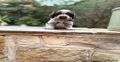 Cocker Spaniel dogs - Advert 11