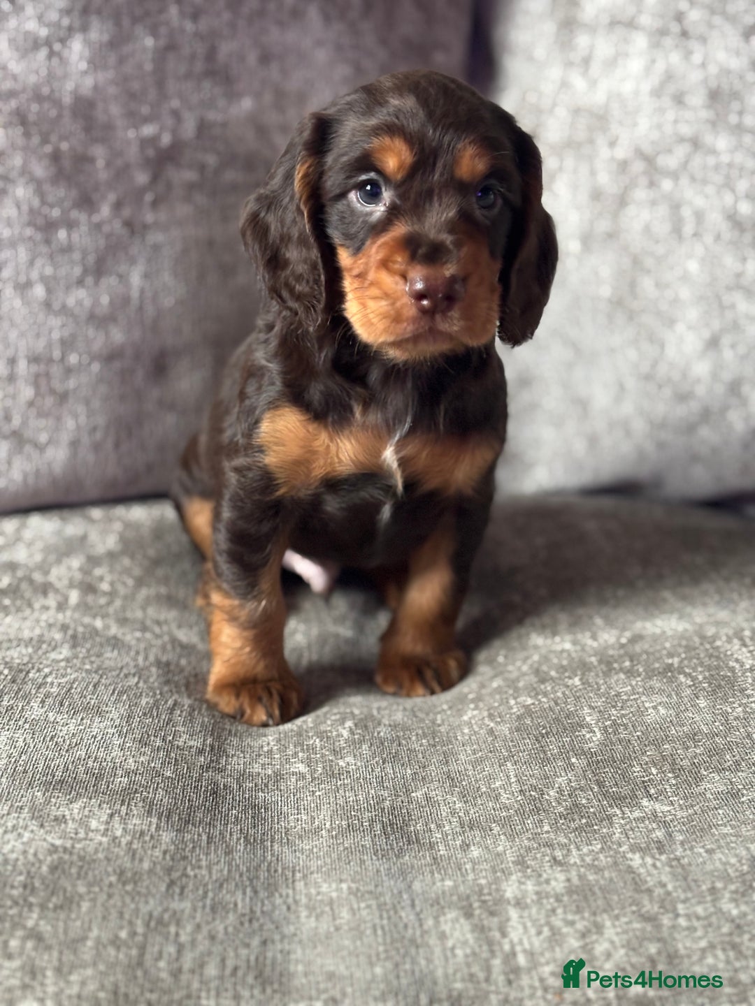 Cocker Spaniel dogs for sale: COCKER SPANIEL PUPPIES - Image 12