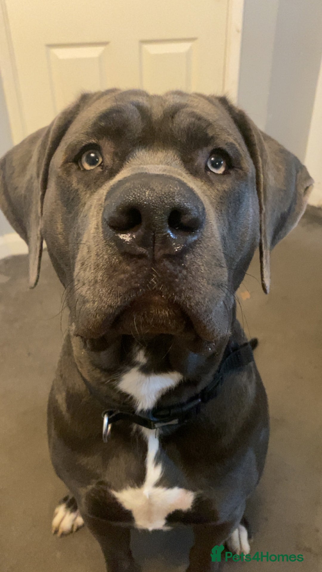 Presa Canario dogs for stud: Mr Sox  - Image 6