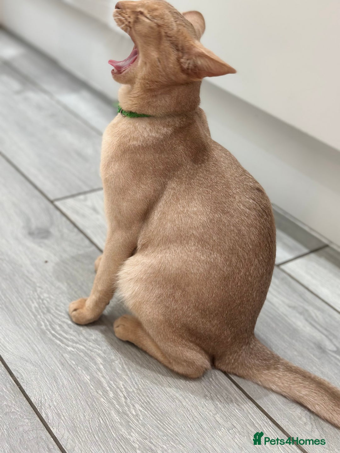 Abyssinian cats for sale: Ready to go! Don’t overlook these fab kittens  - Image 10