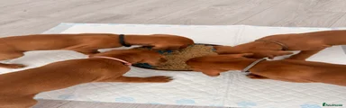 Hungarian Vizsla 5