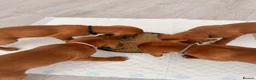 Hungarian Vizsla dogs for sale: Exceptional Hungarian Vizsla Puppies - Advert 5