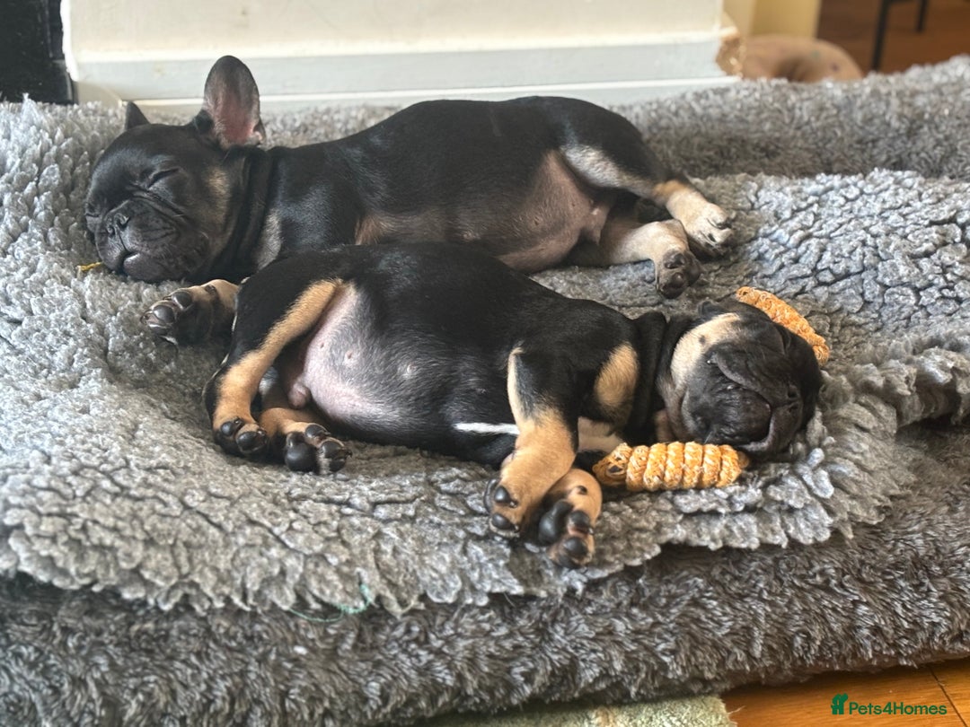 French Bulldog dogs for sale: 🐾 French Bulldog Puppies - Ready to go! 🐾 - Image 3