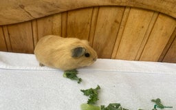 Guinea Pig rodents for sale: 4no Gorgeous baby Guinea pigs available  - Image 5