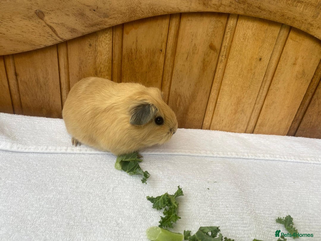 Guinea Pig rodents for sale: 4no Gorgeous baby Guinea pigs available  - Image 5