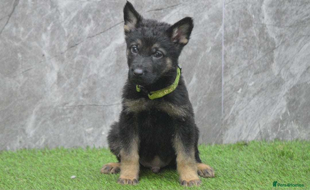 German Shepherd dogs for sale: KC Registered Working Line German Shepherd Puppies - Advert 23