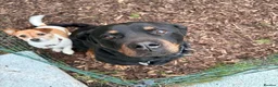 Rottweiler dogs for sale: Beautiful Rottweiler for Rehoming  - Advert 6
