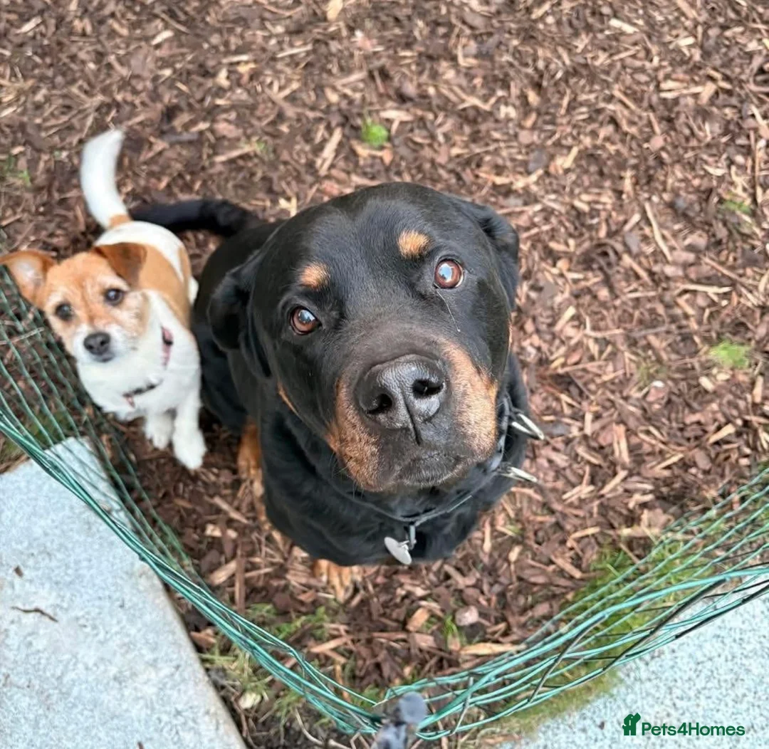 Rottweiler dogs for sale: Beautiful Rottweiler for Rehoming  - Advert 6