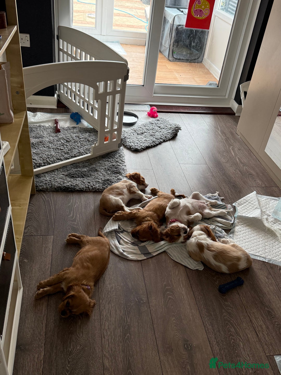 Cavalier King Charles Spaniel dogs for sale: KC reg, pedigree CKCS girl, ready to go - Image 12