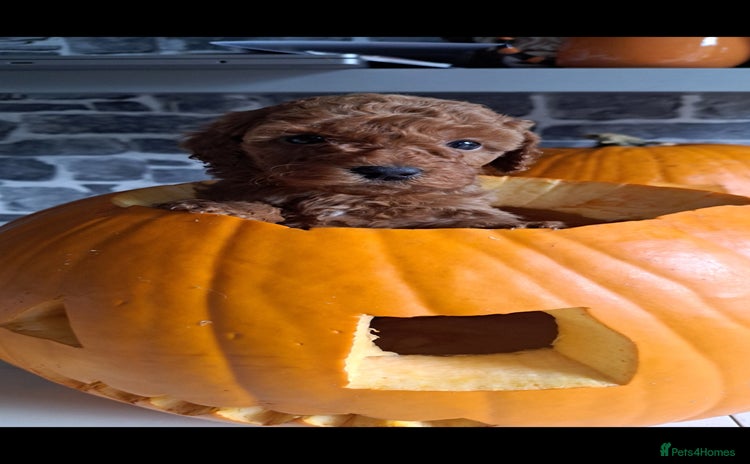 Cockapoo dogs - Advert 5