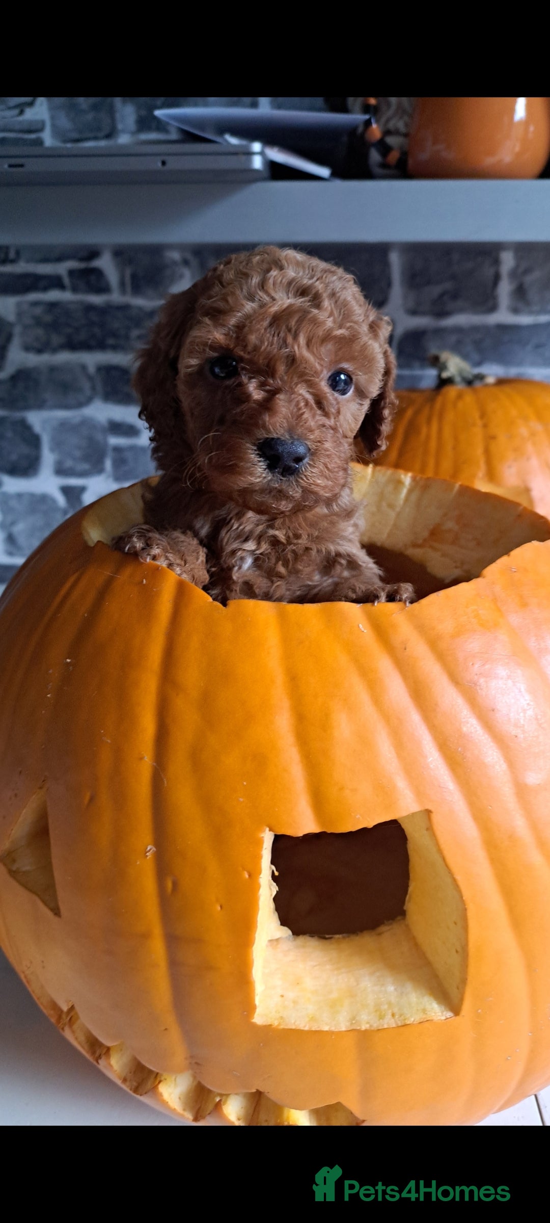 Cockapoo dogs for sale: 2 beautiful toy cockapoos  - Image 1