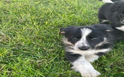 Border Collie dogs for sale: 4 Border collie puppies  - Advert 2