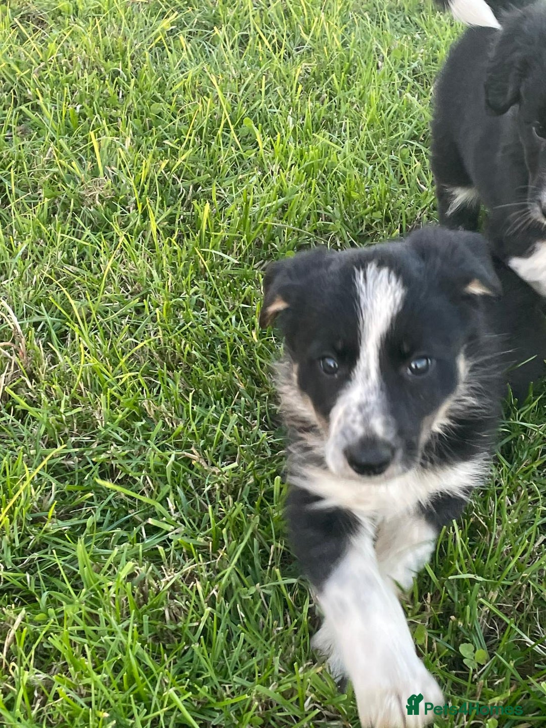 Border Collie dogs for sale: 4 Border collie puppies  - Advert 2