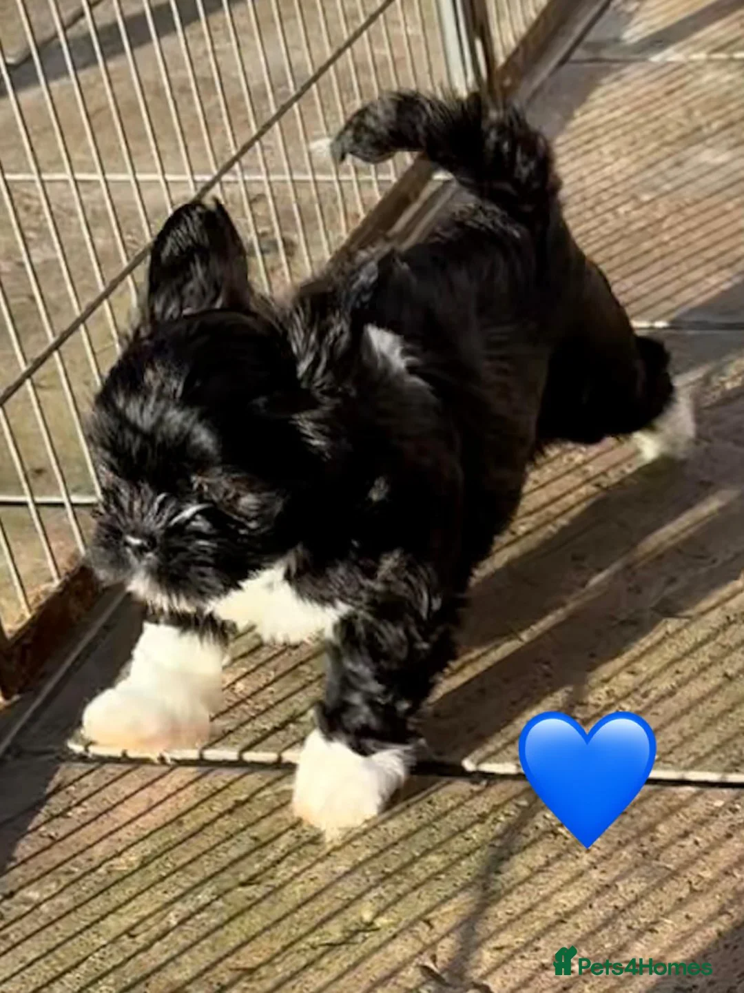 Lhasa Apso dogs for sale: Seven Beautiful RKC reg. Pups GPRA Clear in Wisbech - Advert 11