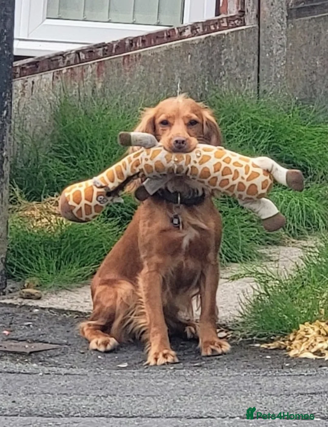Cocker Spaniel dogs for sale: Working cocker spaniel puppies for sale - Advert 5