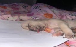 Mixed Breed dogs for sale: MERLE FRUGS  - Image 4