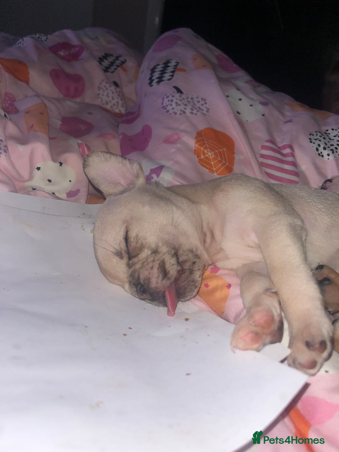 Mixed Breed dogs for sale: MERLE FRUGS  - Image 4