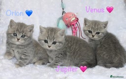 British Shorthair cats for sale: GCCF British Shorthairs **READY NOW** in Manchester - Image 5