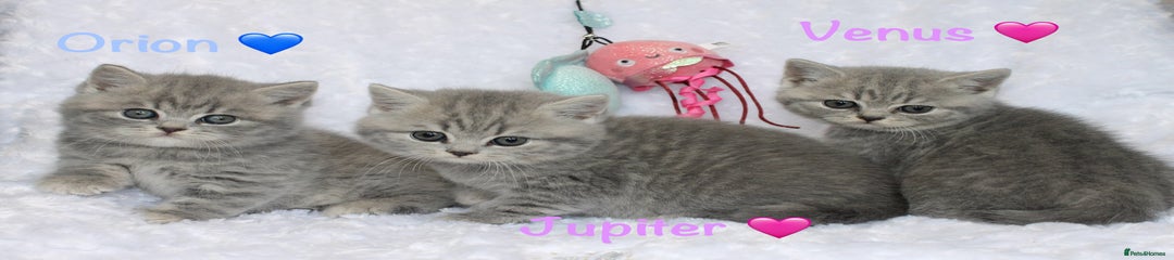 Orion