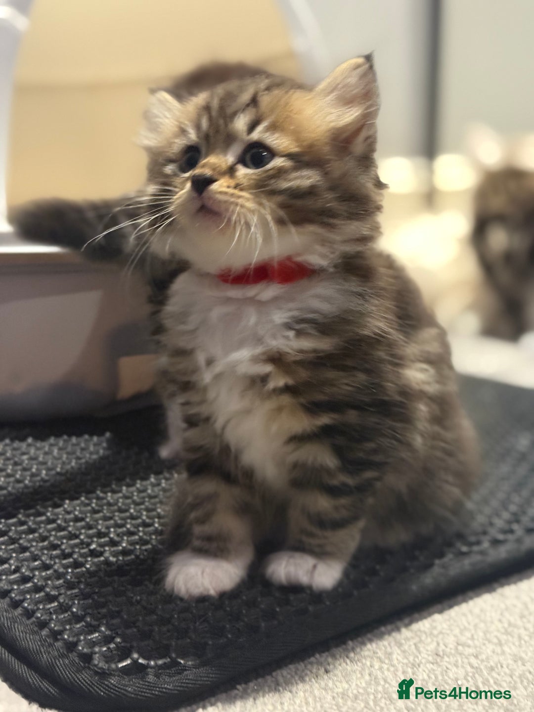 Siberian cats for sale: Champion line Kittens  - Image 3
