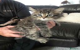 Maine Coon cats for sale: Maine coone kittens - Image 7