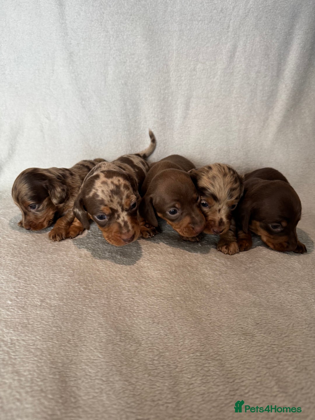 Miniature Dachshund dogs for sale: 5 beutiful miniatures daschunds  - Image 7