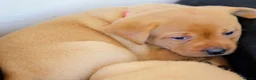 Labrador Retriever dogs for sale: Stunning chunky fox red & black labrador pups - Advert 19
