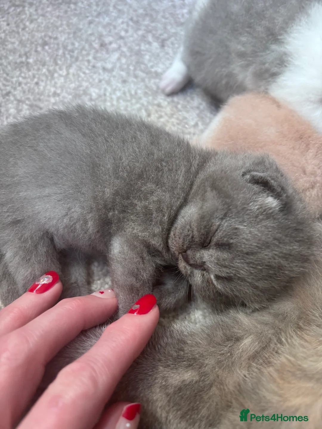 British Shorthair cats for sale: Pure Bred British Shorthair kittens x 4 - Advert 8