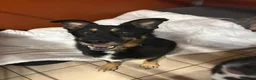 Mixed Breed dogs for adoption: Meet Azra and Vucko,currently residing in Cheshire in Nantwich - Advert 16