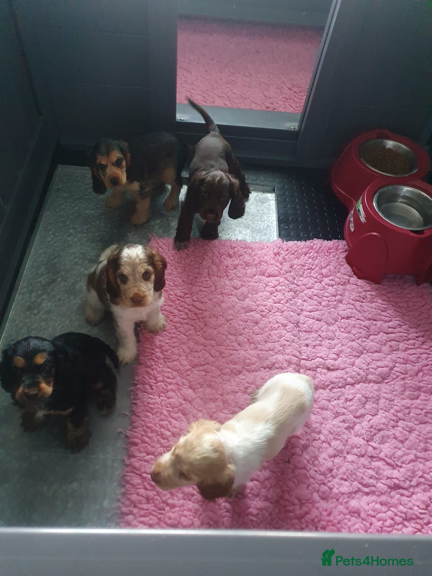 Cocker Spaniel dogs Gorgeous KC Health Tested Show Pups - Advert 2