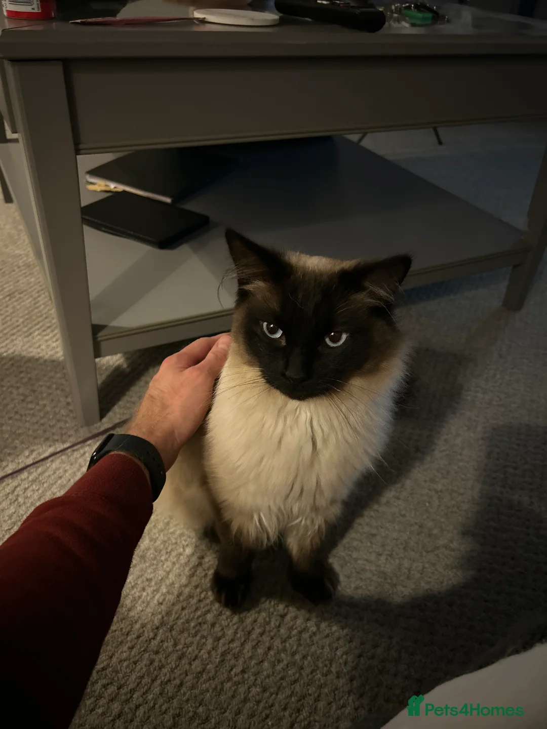 Ragdoll cats for sale: Two Ragdolls for sale  - Advert 2