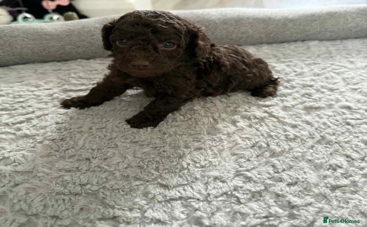 Cavapoo dogs - Advert 5