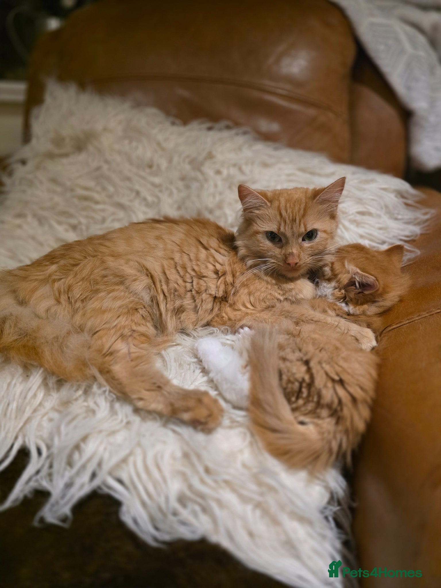 Mixed Breed cats Two beautiful ginger boys  - Advert 6