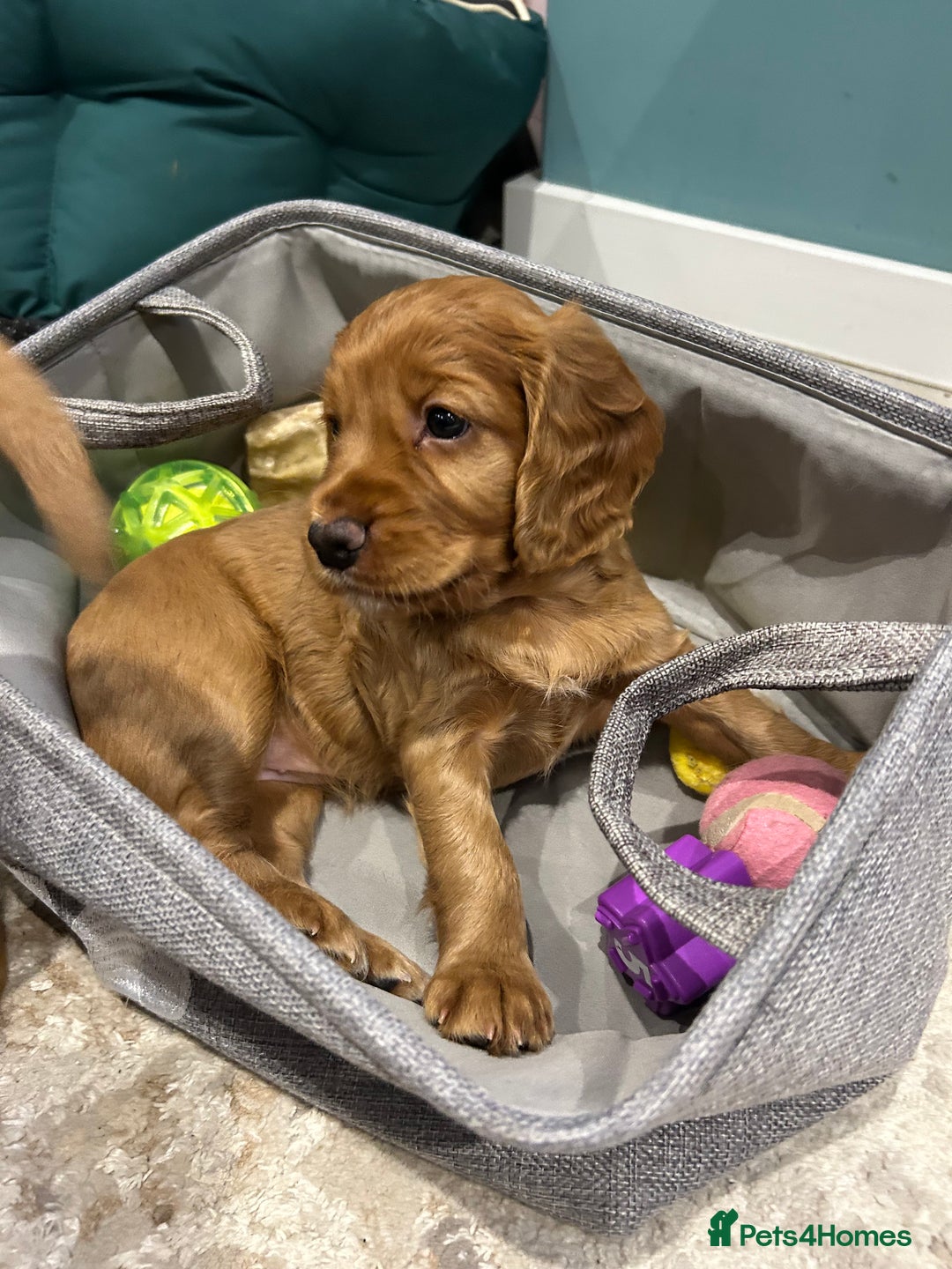 Cocker Spaniel dogs for sale: working cocker spaniel puppies - Advert 9