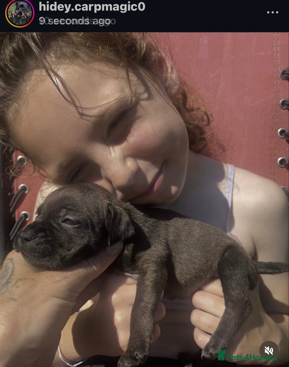 Staffordshire Bull Terrier dogs Black Eye SBTs this season litter 3 boys 3 girls  - Advert 2