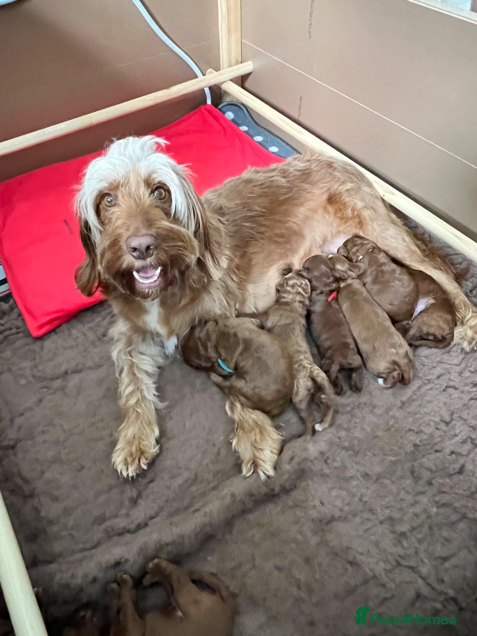 Cockapoo dogs for sale: 8 home raised red F1B cockapoos 3 girls/5 boys - Advert 1